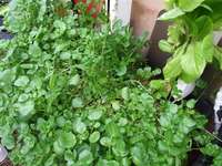 Water_cress_in_flooded_grave_filled_mortar_tub_medium_