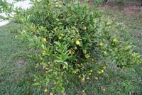 Mexican_lime_tree