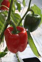 Pp_bell_pepper_plants
