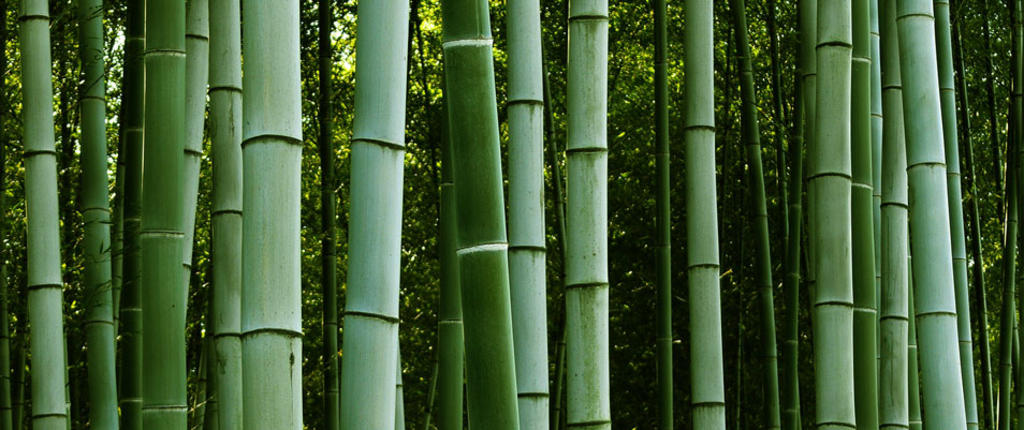 Bamboo_stalks